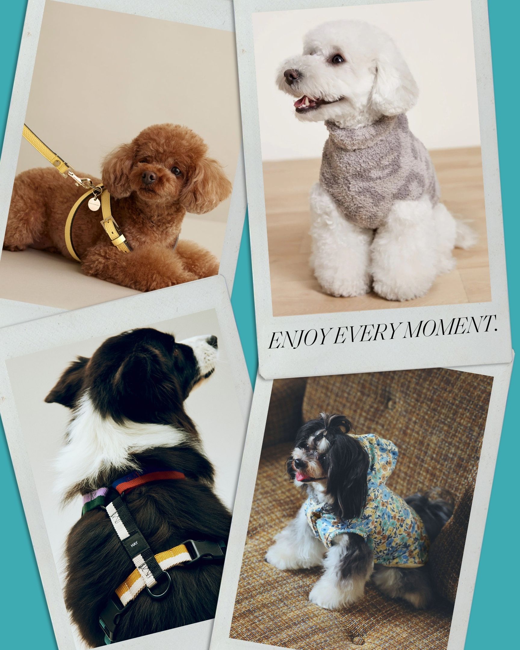 愛犬との暮らしをもっと楽しむ。洗練ペットグッズ