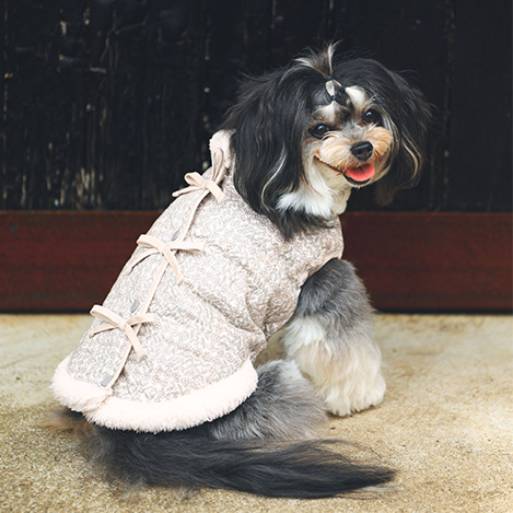 「キッドブルー」のドッグウエアコレクションのご紹介